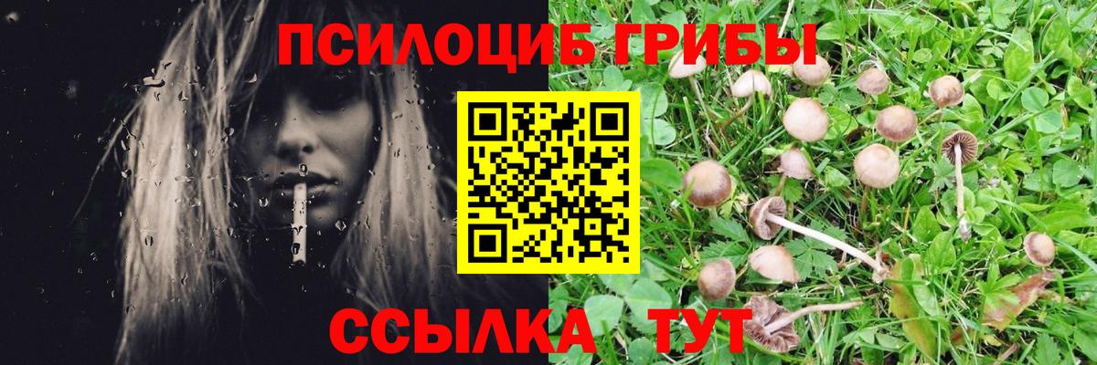 Тара  Галлюциногенные грибы Psilocybine cubensis  Вход с VPN 
